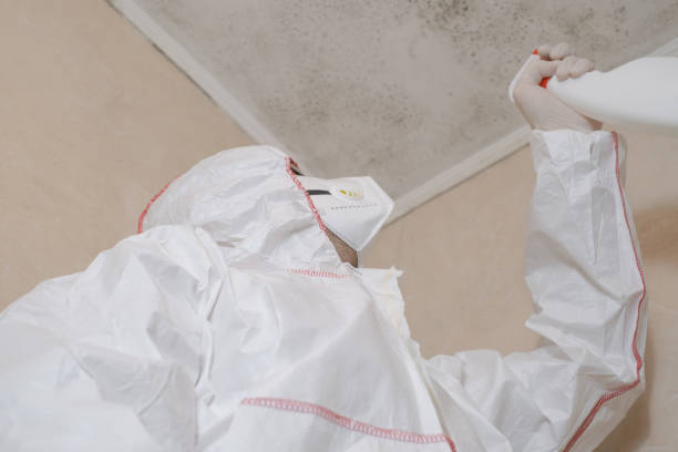 Best Attic Mold Remediation in Biddeford, ME
