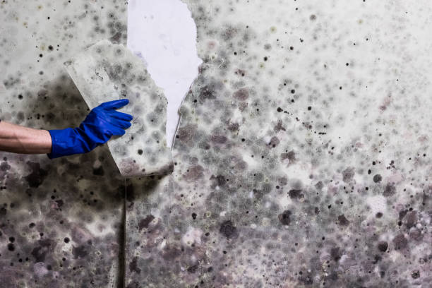 Best Residential Mold Remediation in Biddeford, ME