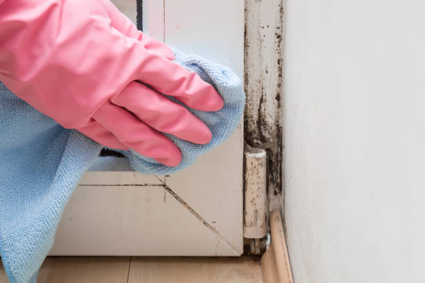 Best Mold Testing and Inspection Services in Biddeford, ME